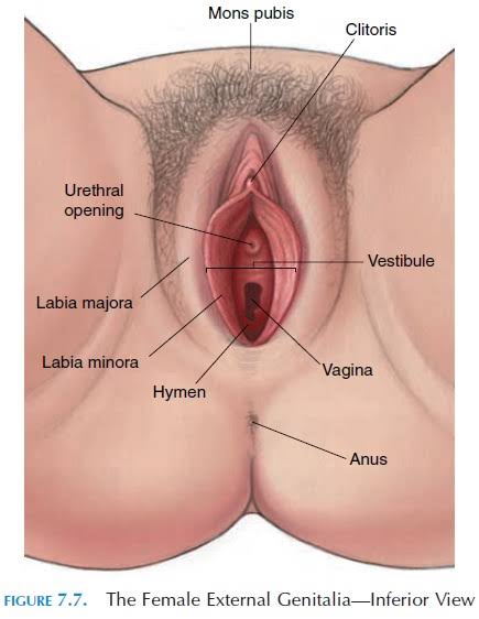 External female genitalia