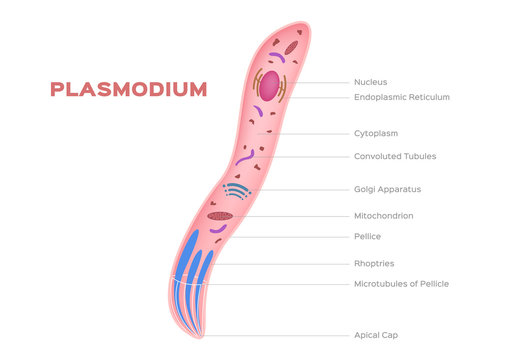 plasmodium