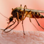 Dawa Za Malaria