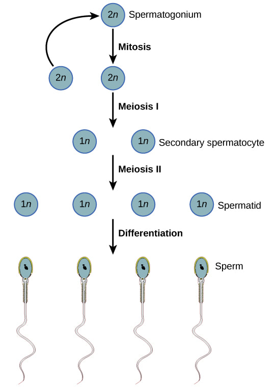 spermatogenesis