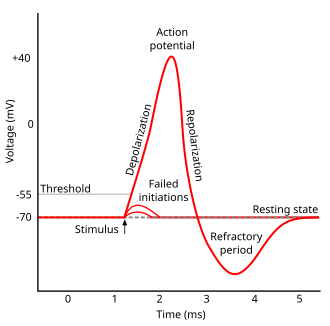 refractory period