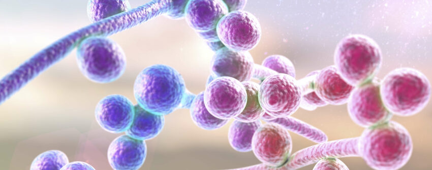 Candida albicans