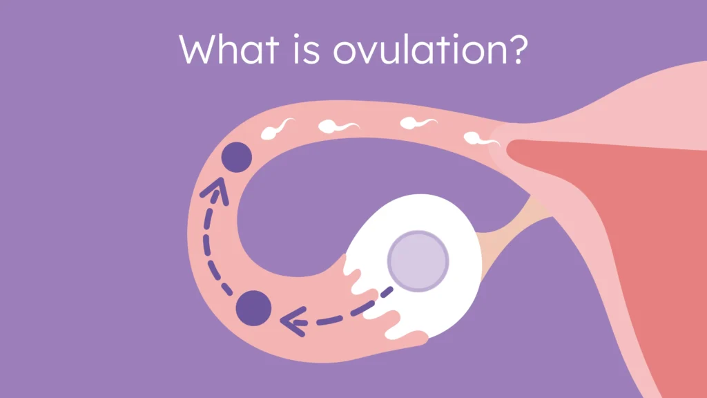 siku za hatari (ovulation)